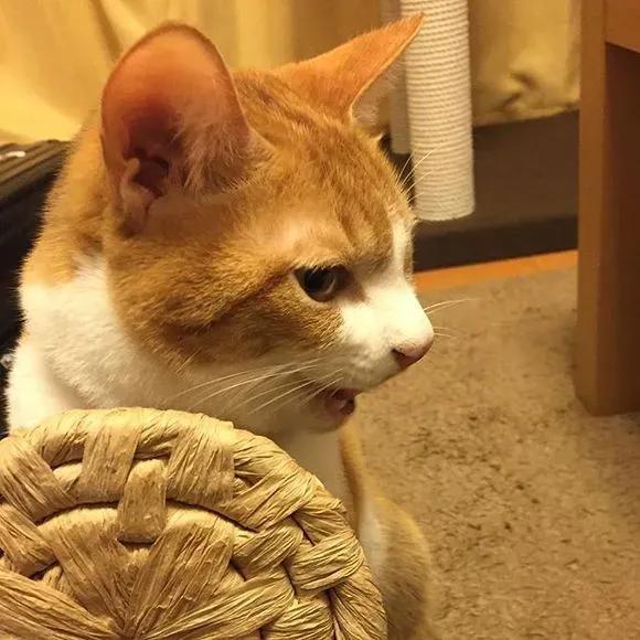 小动物头像可爱卡通，非常可爱的卡通小动物头像微信（壁纸小馆：萌宠头像）