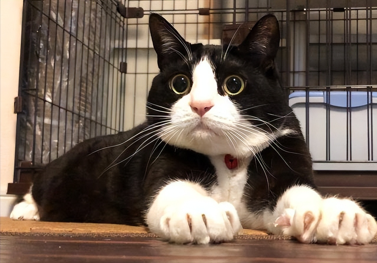 花色代表猫咪性格?不少养过的网友都说"蛮准"的