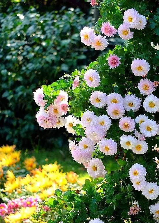 鲜花图片，鲜花图片下载 免费（分享图片：60款精美花卉图）