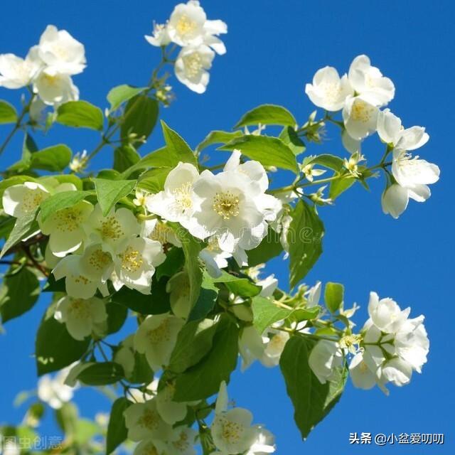 暗恋表白送什么花好，暗恋送花送什么花（男孩子们，千万不要送错花了）