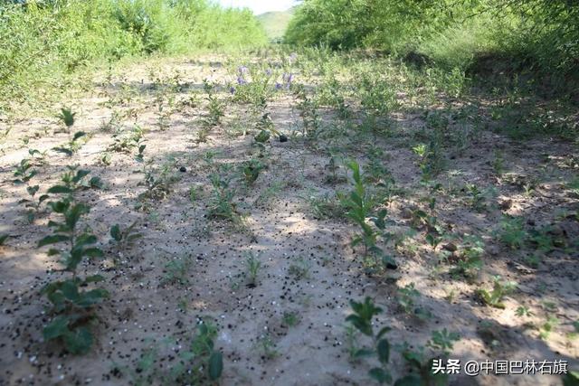 苍术种子多少钱一斤，苍术种子多少钱一斤多少粒（，幸福之路开出致富“千金方”）