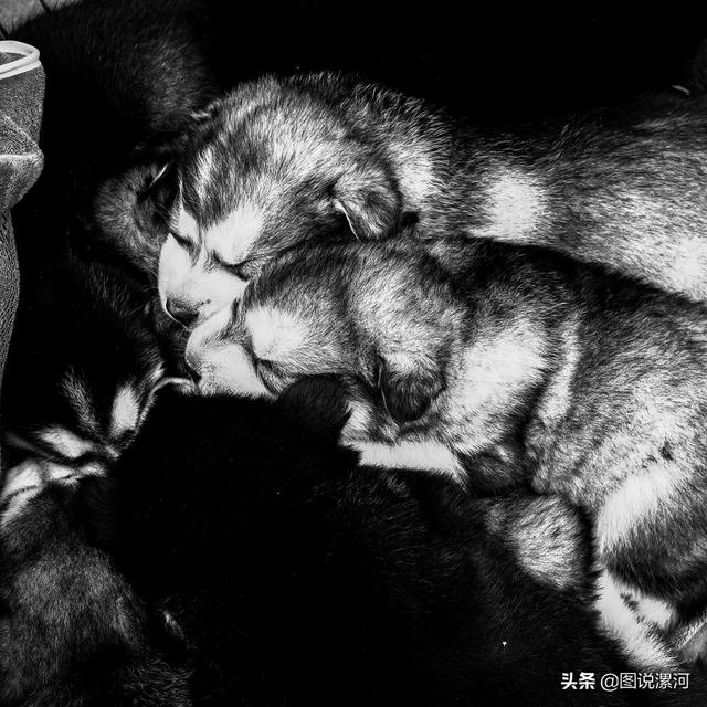 宠物市场在哪里，成都的宠物狗市场在那里呀（漯河宠物市场印象）