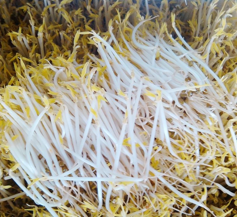 豆芽机怎么使用，生豆芽机器使用方法（怎样才能实现豆芽“高产”豆芽机助你水到渠成）