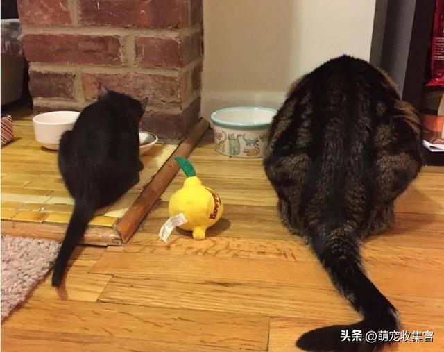 女生接受你的表现，女人允许你撩的暗示（大猫竟然对小猫会做出这样的事）