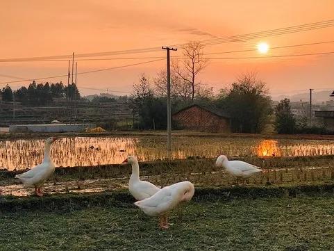 《活着》读书笔记摘抄及感悟，《活着》读后感怎么写（读余华《活着》领悟生命真谛及人间清醒的金句）