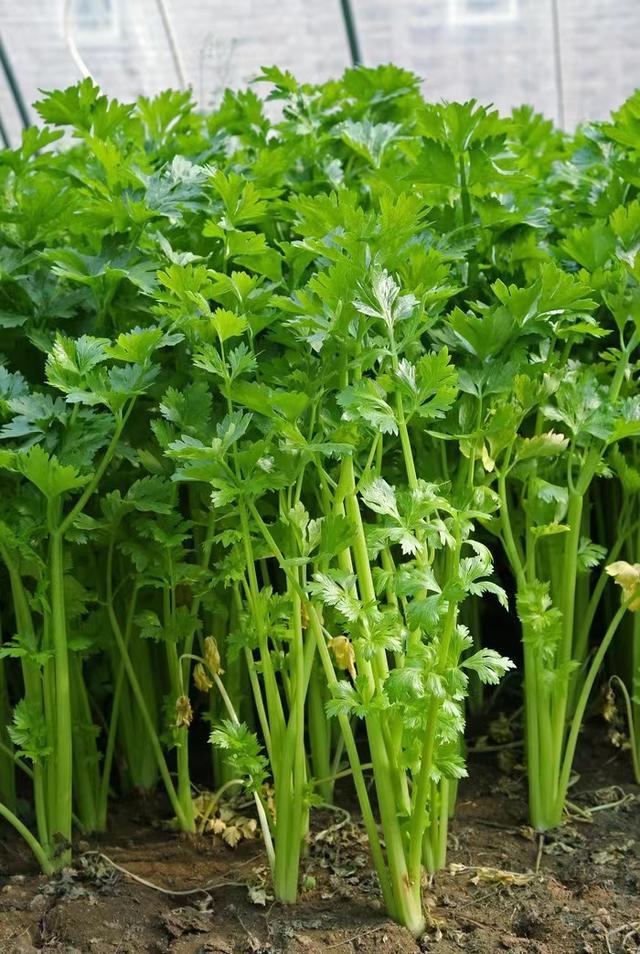 西芹是寒凉的吗_芹菜是寒性的，西芹是寒性还是温性（你眼中芹菜的味道是怎样的呢）