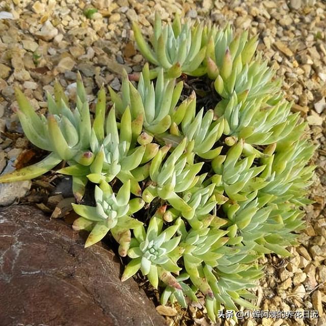 多肉植物福兔耳的养殖和繁殖方法，福兔耳多肉开花（回声、唐印、福兔耳、白帝城、阿尔比芙洛亚）