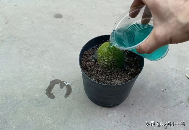 种菠萝蜜生活小妙招，把整个菠萝蜜埋花盆里
