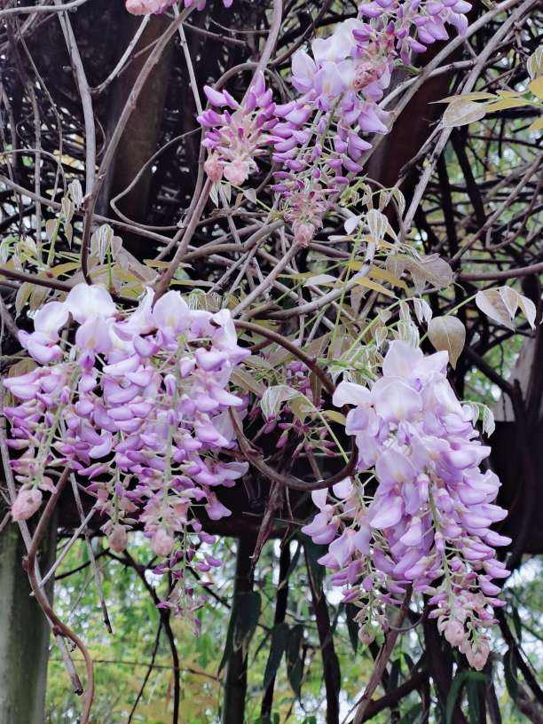 紫藤花寓意及花语，紫藤花的花语和寓意（寓意紫气东来好兆头）