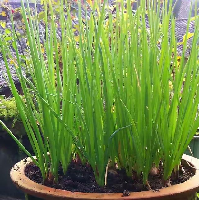 种植小葱技巧，用3个简单的小方法