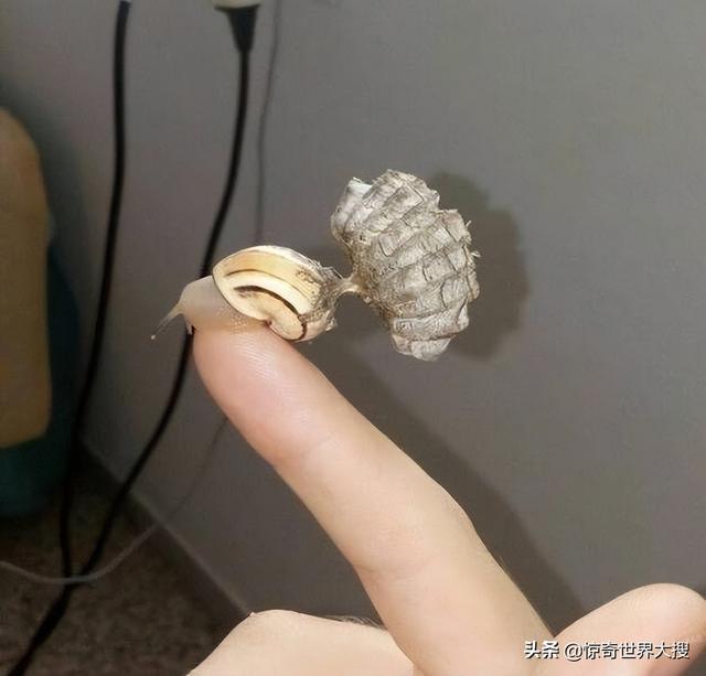 广岛辐射后的蛇，切尔诺贝利有变异的蛇吗（广岛核爆后留下的人影）