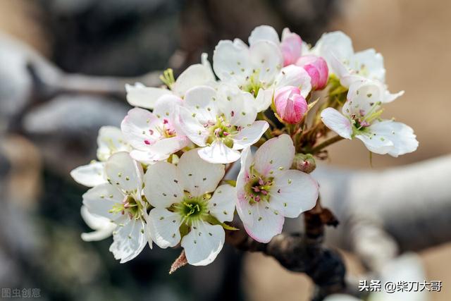 梨树什么时候开花，梨树什么时候开花结果长叶子（四川成都的梨树居然2次开花了）