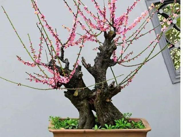 采摘的心情短语，关于采摘的心情短语（十里花海—摘桃）