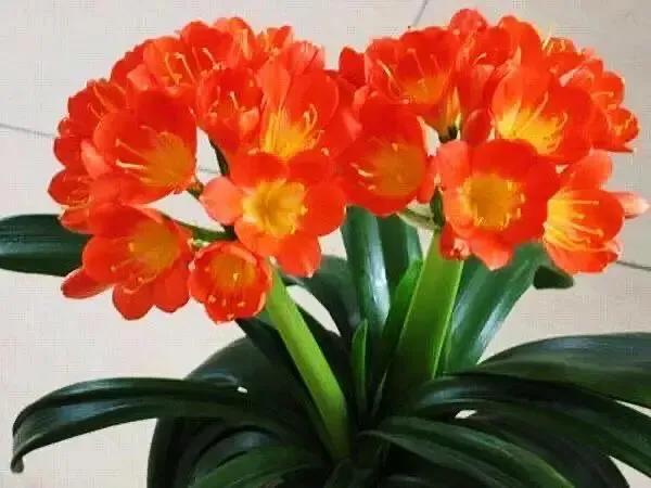 春天的花代表，春天的花代表什么（<一>君子兰、杜鹃、茶花、梅花、长寿花）