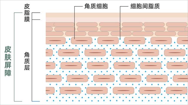 卸妆水和卸妆油哪个好用对皮肤好，卸妆油和卸妆水哪个对皮肤更好（哪款卸得干净又不伤肤）