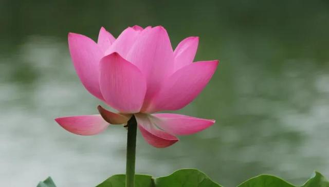 关于游记的满分作文800字，游记满分作文700字（2022中考押题Ⅰ“移步换景”写游记范文《大纵湖观荷》+导写点评）