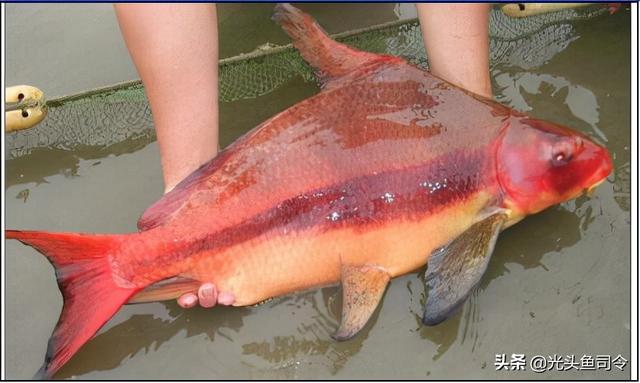 长江名贵鱼前十名，10大凶猛淡水鱼（我国保护的鱼类有87种）