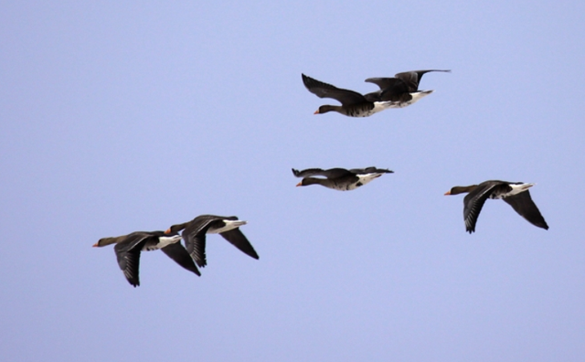 大雁象征着什么，大雁象征着什么成语（探析古代婚嫁送礼时总离不开大雁的成因）