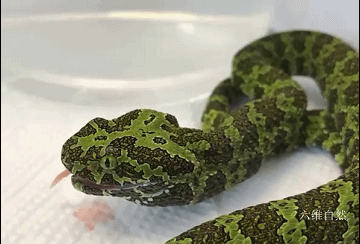 猫为什么可以跟毒蛇打架，猫和蛇打架猫不怕毒吗（重庆一只小猫叼着小毒蛇回家）