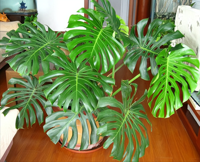 家养大叶藤蔓花，6种大叶花,家里放一盆,高档大气,喜庆吉祥空气好