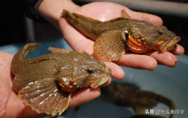 长江名贵鱼前十名，10大凶猛淡水鱼（我国保护的鱼类有87种）