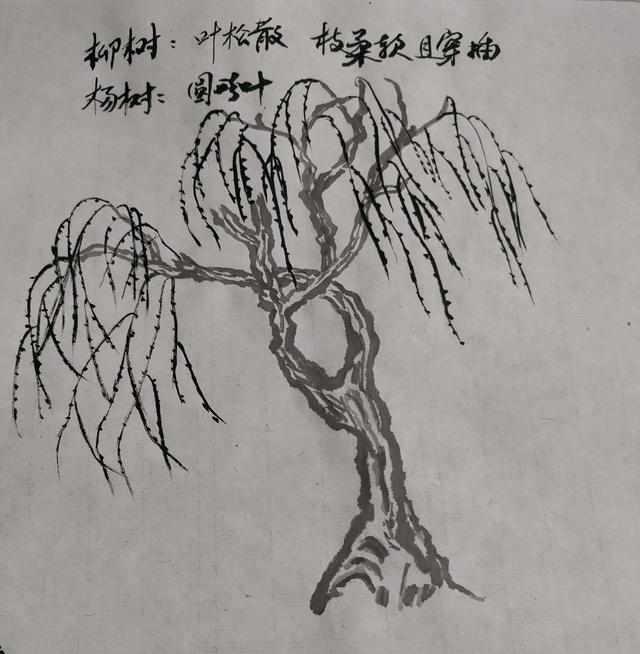 简笔画柳树叶的画法，简笔柳树叶怎么画（19.学画林木叶子柳树叶杨树叶）