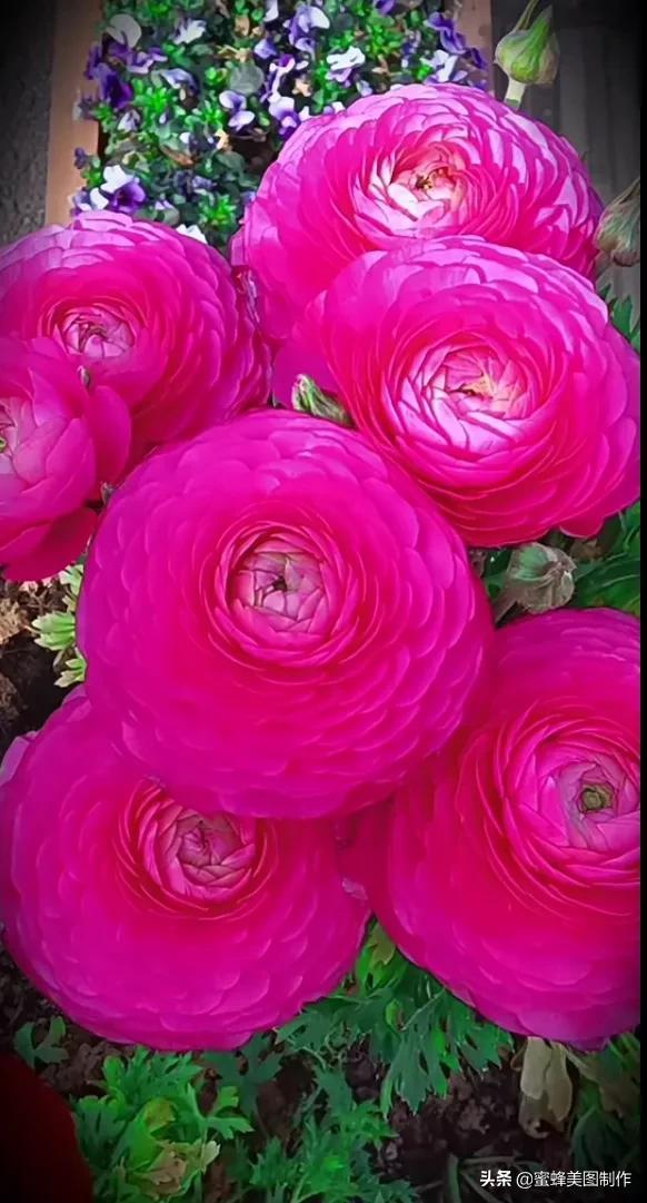 适合发心情的图片   赏图愉快哦:），关于发心情的图片（鲜艳欲滴的花朵）