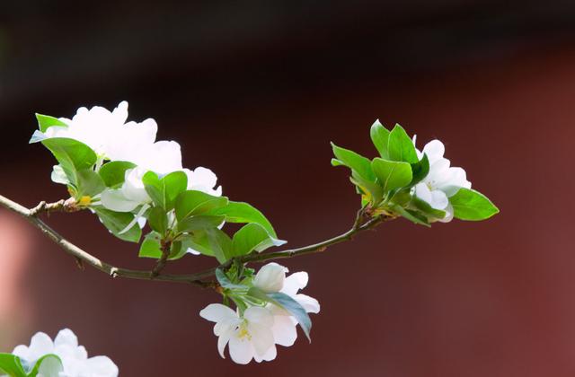 四月赏花的唯美句子，赏花的唯美句子说说（芳菲四月，寂静欢喜）