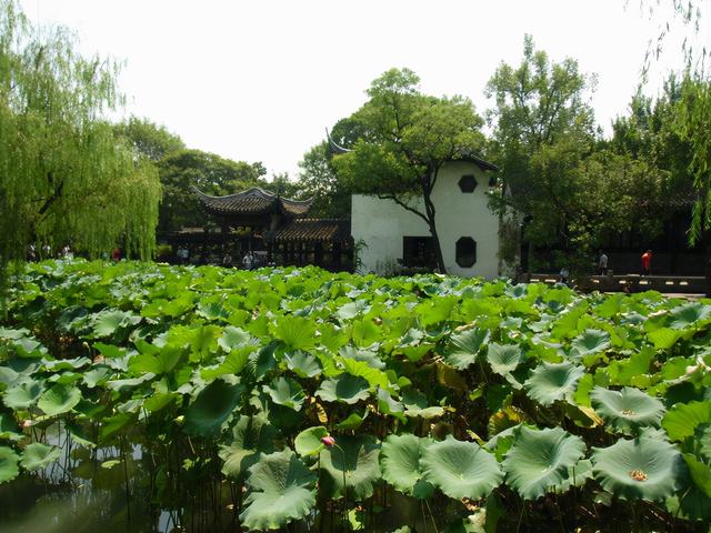 描述拙政园里的石舫，对拙政园的描写（金秋荷香——苏州拙政园<十>）