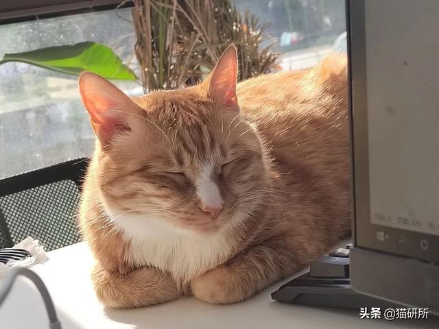 怎样抱猫咪最舒服，怎样抱猫咪最舒服图片（史上最全猫咪按摩宝典）