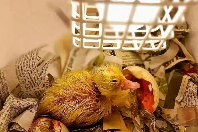 鸭子是什么动物，鸭子是什么动物种类（农村有鹅也有鸭）