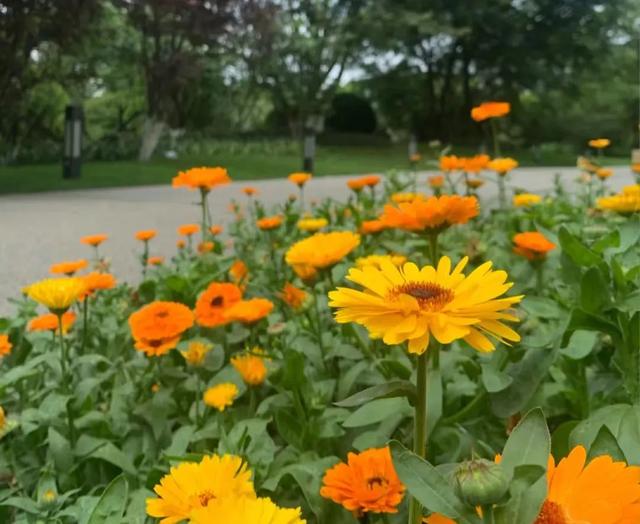 春天开的常见的花，春天开的常见的花图片（超齐全的播种时间表）