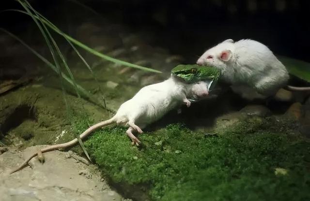 海母和水母区别，海母和水母图片大全（罕见的36张照片）