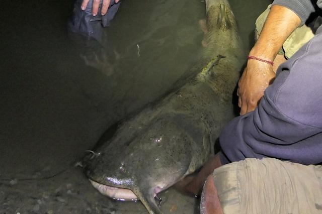 湄公河巨型鲶鱼，湄公河巨型鲶鱼介绍（体重292斤、体长超180cm）