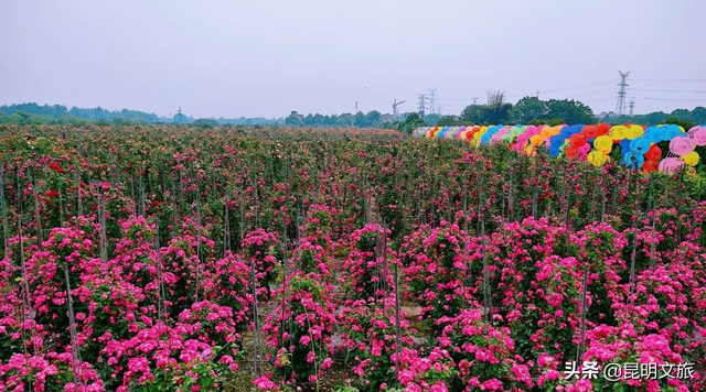 市花和市树是什么，杭州的市树和市花是什么（昆明400亩网红月季花海）