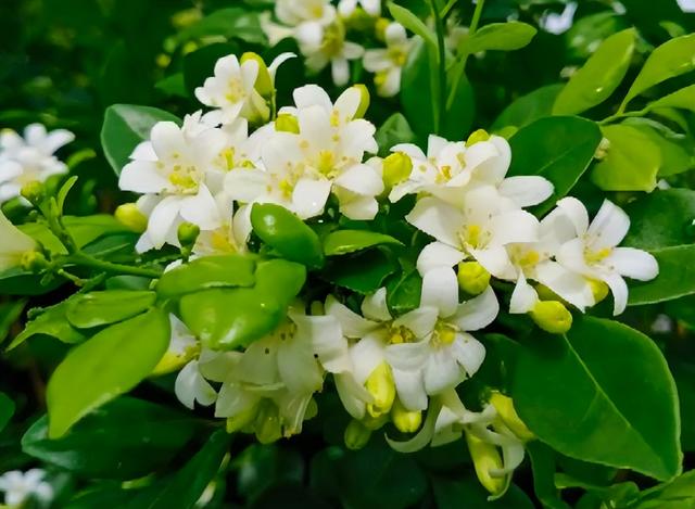 春天的花有哪些，二年级春天的花有哪些（“最香的”15种花）