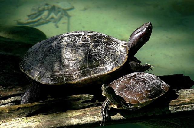 两栖动物用什么呼吸，神奇的费兹洛河龟用屁股呼吸说在最后