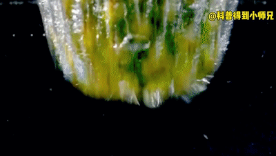 菠萝和凤梨是一样的吗，菠萝和凤梨是一样的吗图片（凤梨还能做罐头）