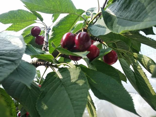 平时能上坟扫墓吗，今天上坟扫墓可以吗（祭扫时记得5事不做）