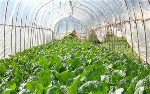 现在农村种植什么好，农村种植什么好（农村这几类种植，能亩收入过万）