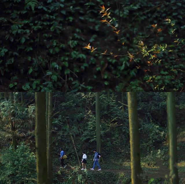 什邡市景点，什邡景点旅游景点（成都周边绝美“禁林”）