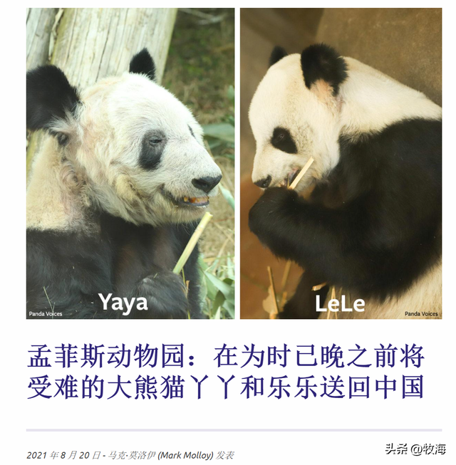 食铁兽为什么是大熊猫，大熊猫为什么叫食铁兽（中国“高价出租”的国宝）