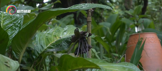 老虎须的特点，热带雨林里的黑精灵