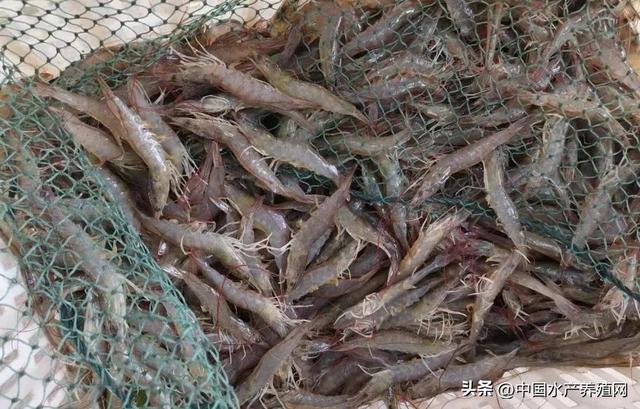 黄辣丁养殖成本与利润，在农村养殖黄腊丁（这个另类养殖模式）