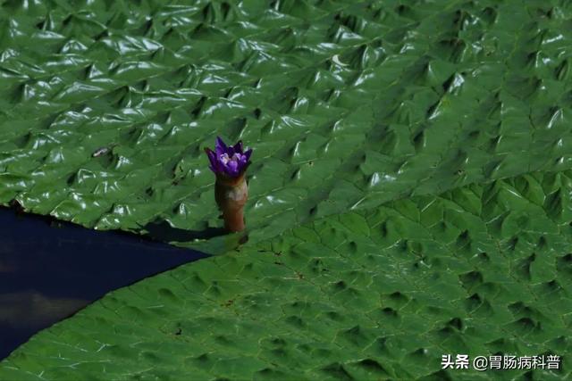 曼陀罗花的图片，曼陀罗花是什么（301味中药材的原植物彩色图谱）