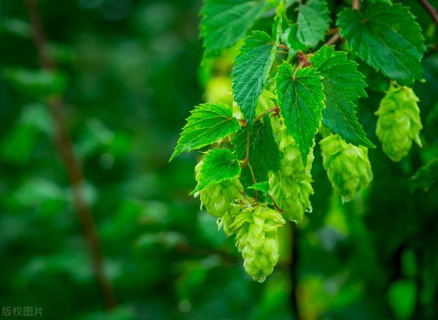 配稀饭的菜有哪些，配稀饭的菜有哪些图片（分享8种花样粥）
