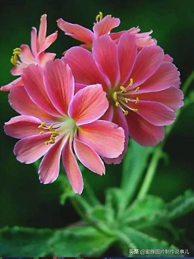 美图，可做壁纸，可以做壁纸的图片 唯美（愿你的生活像花一样灿烂）