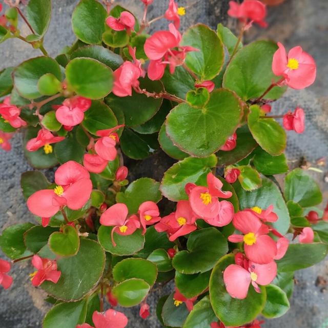 可以种在阳台的大型绿植，可以种在阳台的大型绿植品种（能养8种“大叶花”）