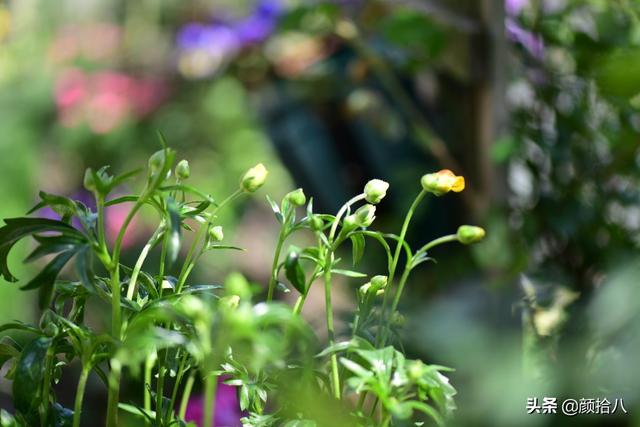 蝴蝶花怎么养，蝴蝶花怎么养 兰花如何浇水（照书养蝴蝶花毛茛）