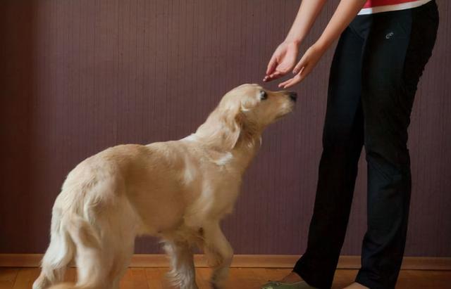 训犬的正确方法和忌讳，训练狗子要用正确的方法